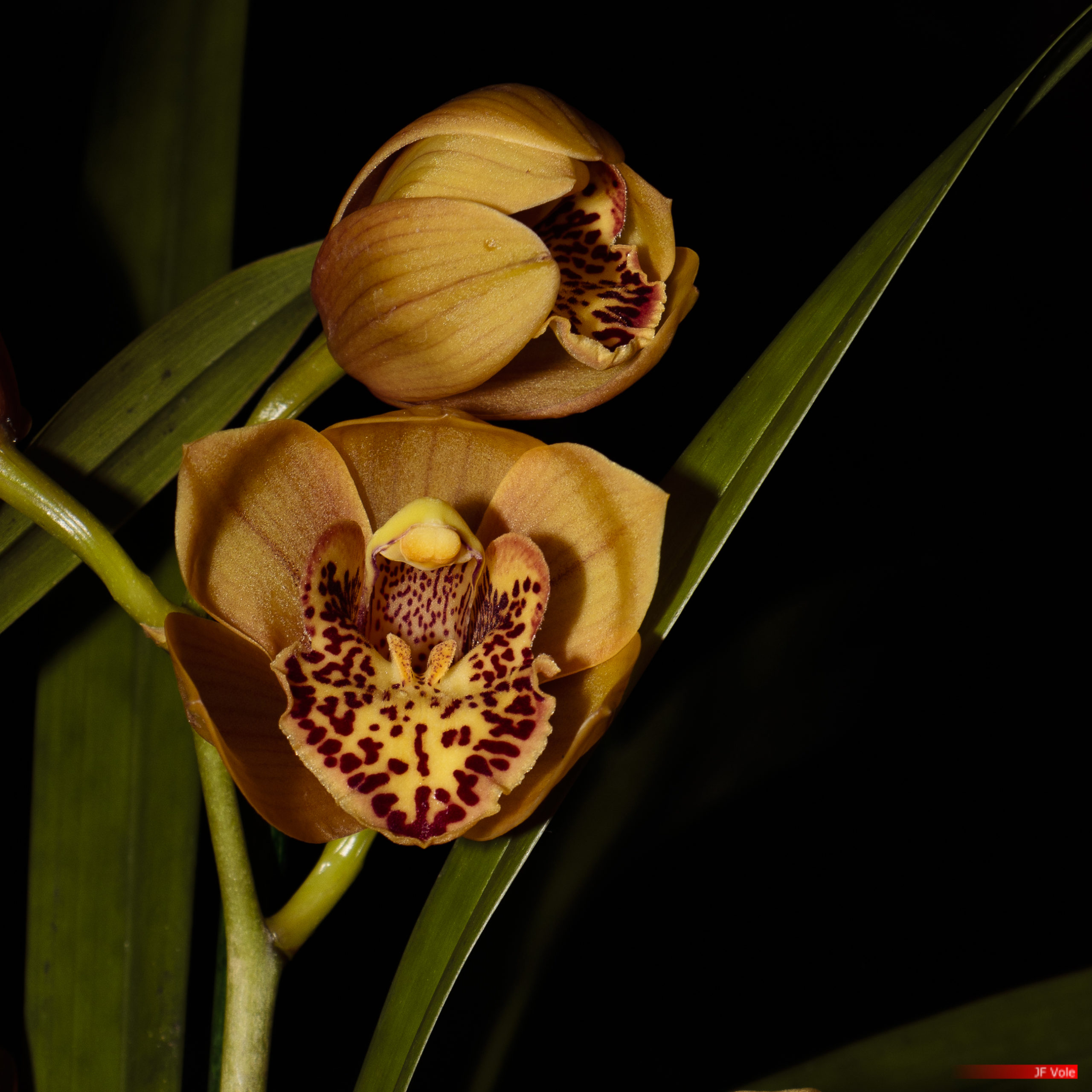 Derrière la visite de la serre aux orchidées